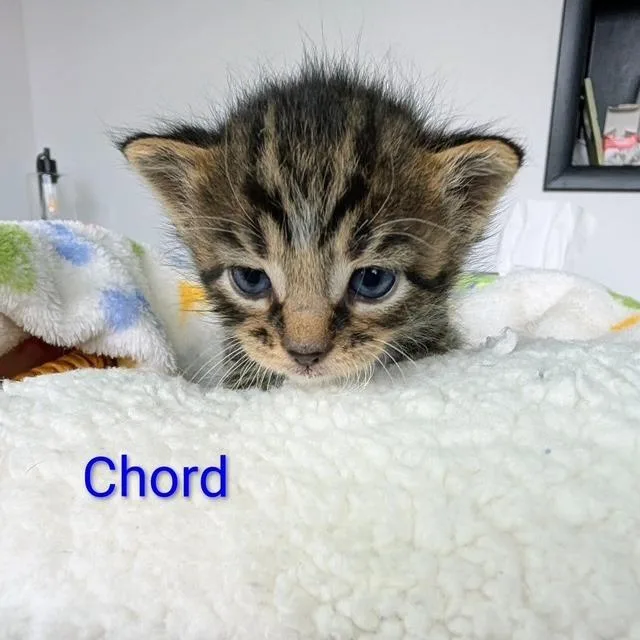 A baby small-sized male Brown / Chocolate Domestic Short Hair cat named Chord for adoption in Archbold , OH