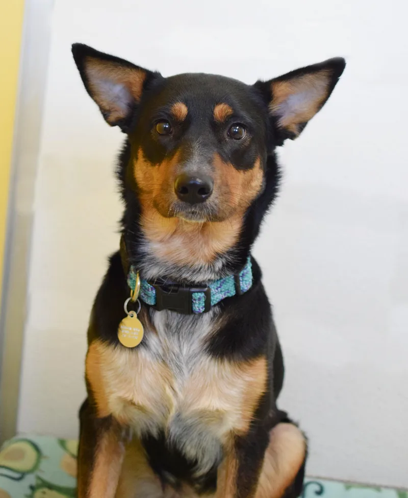 An adult medium-sized female Black Australian Shepherd dog named Cleo for adoption in Pontiac, MI