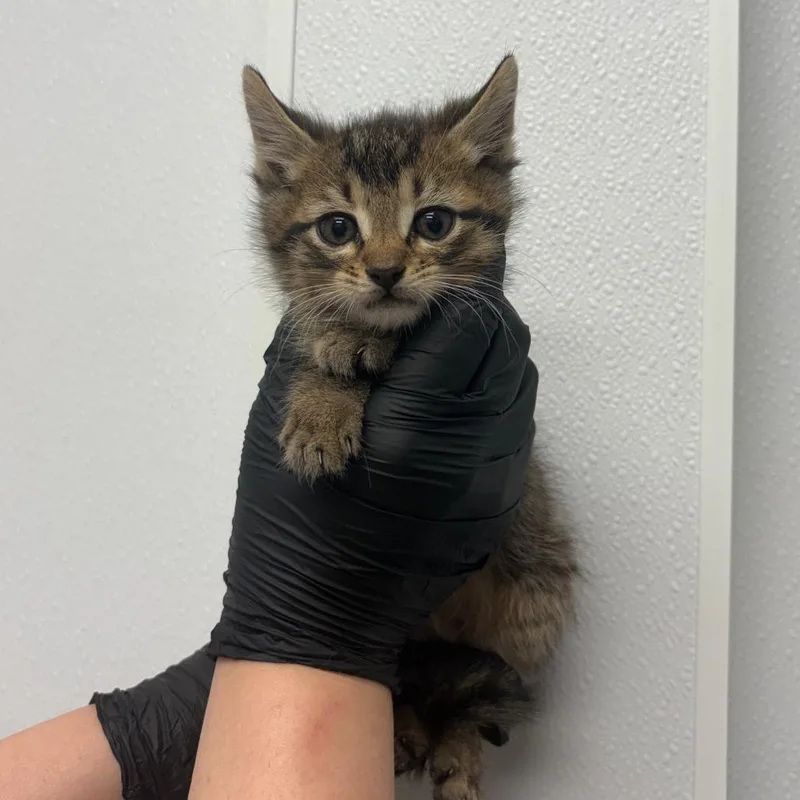 A baby small-sized male Gray / Blue / Silver Domestic Short Hair cat named Squiggle for adoption in Abilene, TX