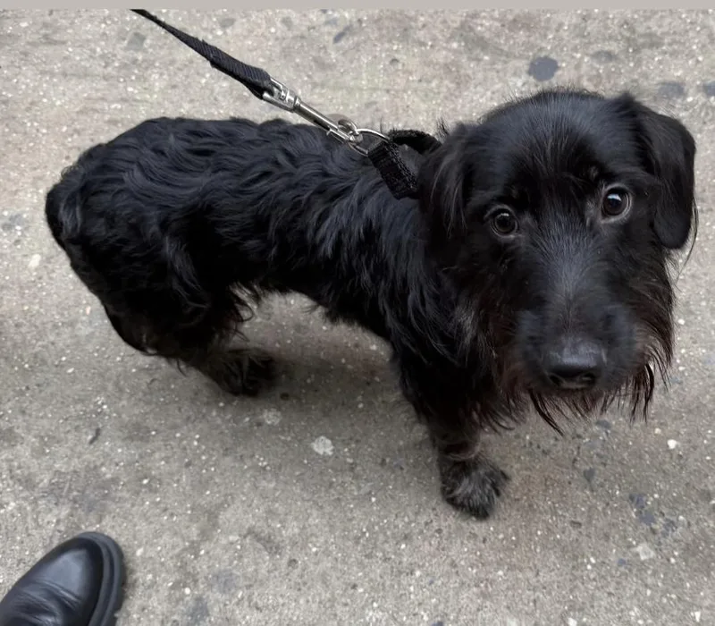 A young small-sized male Black Dachshund dog named Phillip for adoption in New York, NY