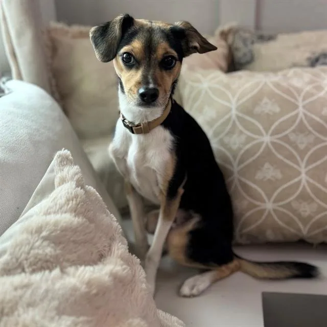 An adult small-sized male Chihuahua dog named Pepper for adoption in San Antonio, TX