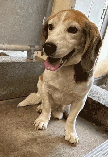 An adult medium-sized male Tricolor (Brown, Black, & White) Beagle dog named Ringo for adoption in West Decatur, PA
