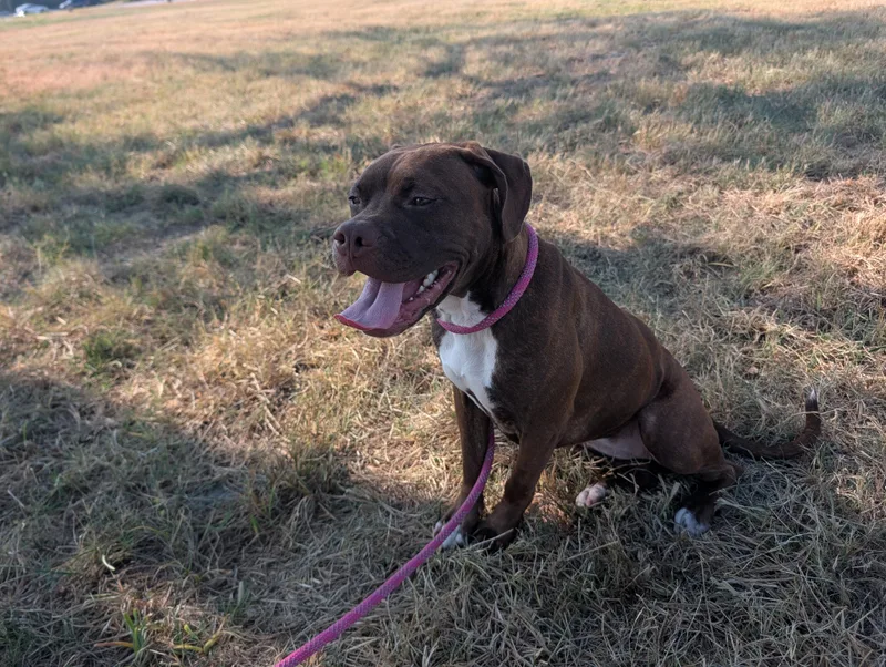 A young medium-sized female Brown / Chocolate Pit Bull Terrier dog named Carmel for adoption in Lewisburg, TN