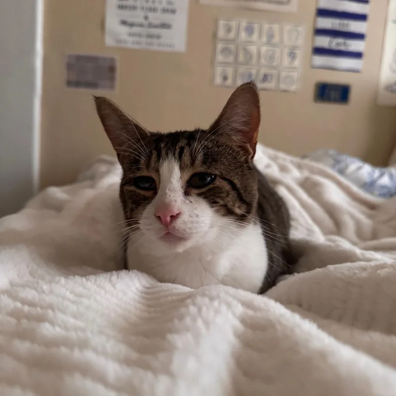 Franklin And Nashville  thumbnail 2