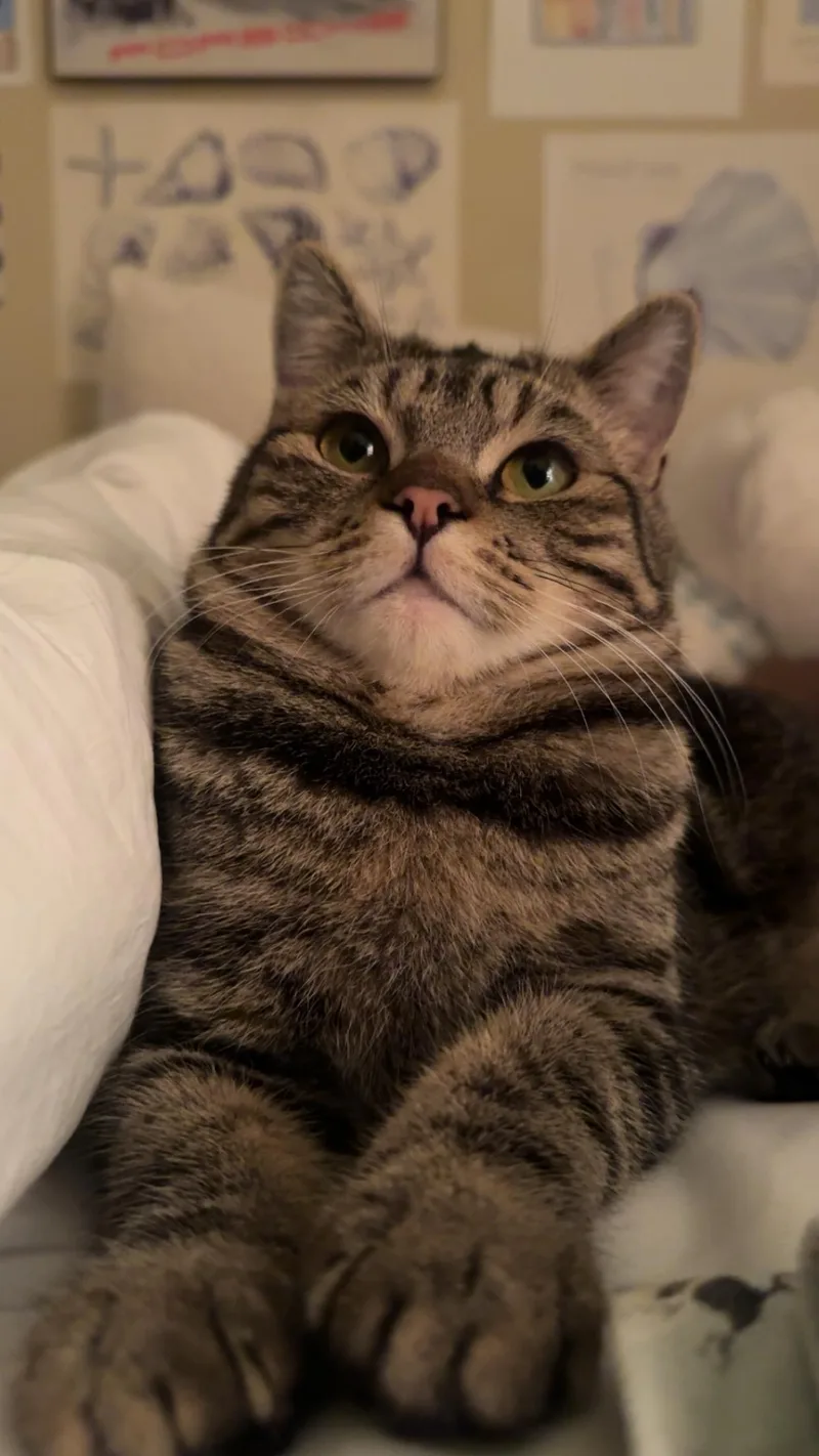 Franklin And Nashville  thumbnail 5