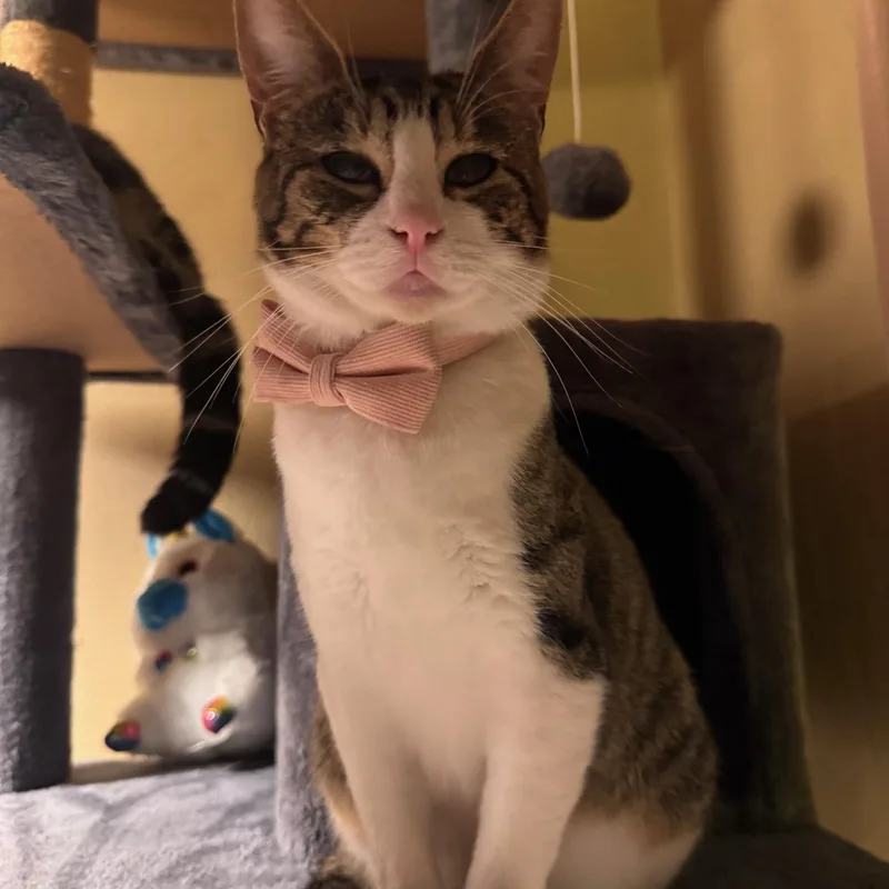 Franklin And Nashville  thumbnail 6