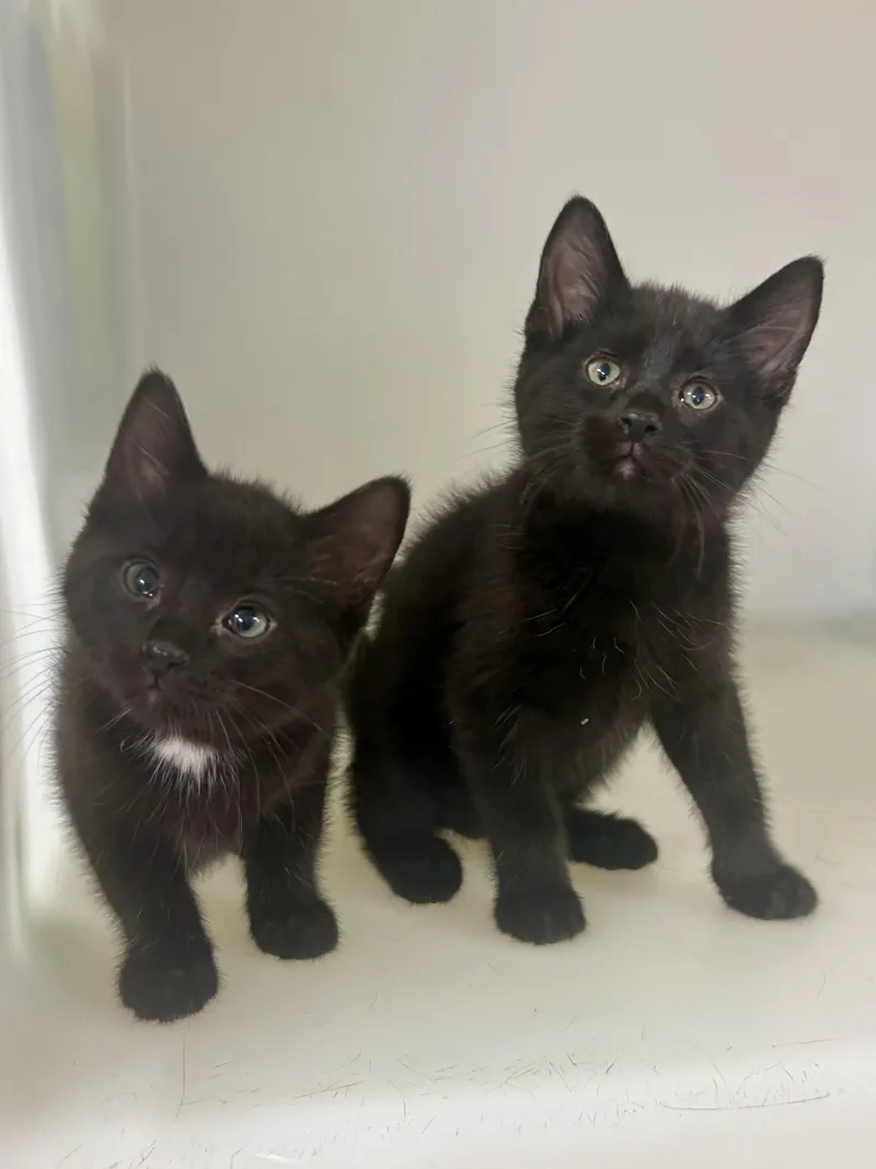 A baby medium-sized male Black Domestic Short Hair cat named Yin for adoption in Charles City, IA