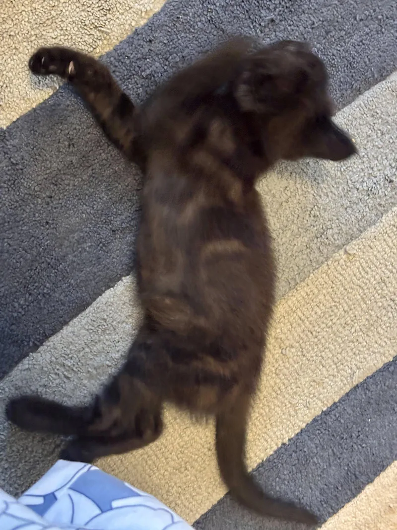 A baby medium-sized female Black Tabby cat named Moire for adoption in Laguna Niguel, CA