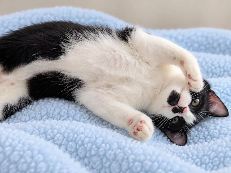 A baby small-sized female Tuxedo cat named Typo for adoption in Jamaica Plain, MA