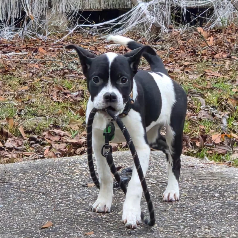 Daisy Sue thumbnail 2