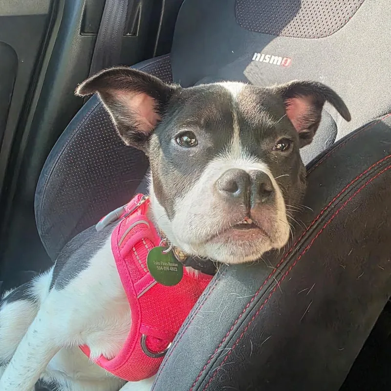 Daisy Sue thumbnail 3