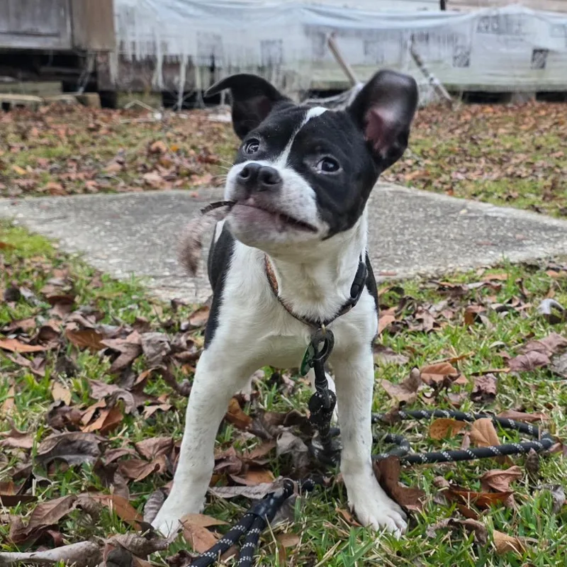 Daisy Sue thumbnail 4