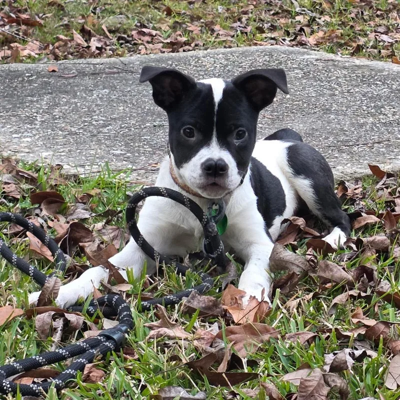 Daisy Sue thumbnail 5