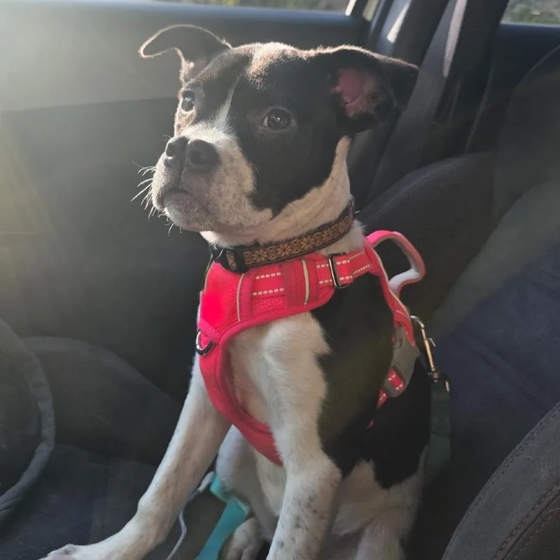 Daisy Sue thumbnail 6