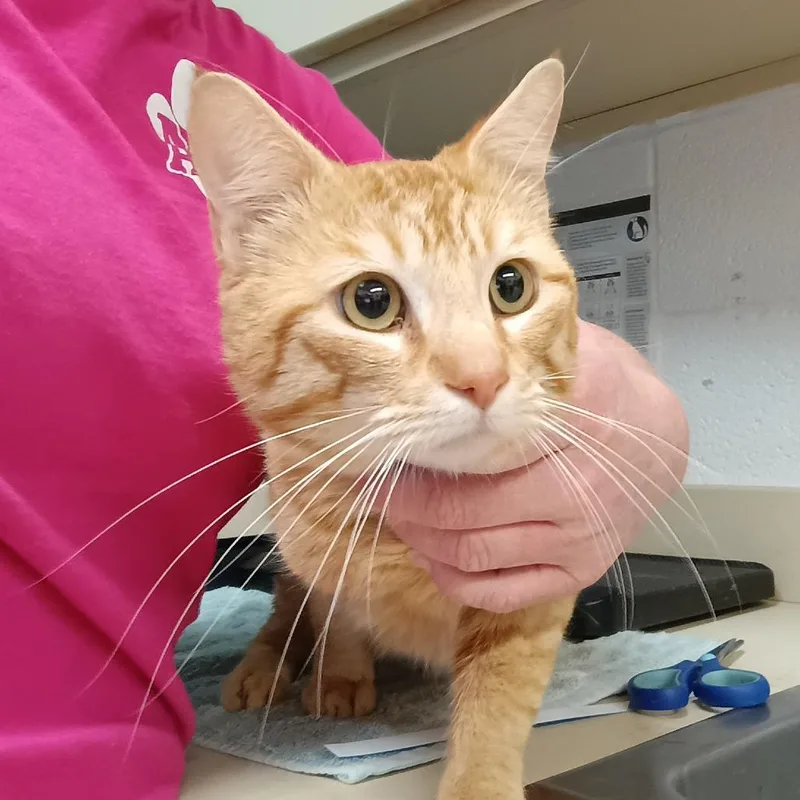 An adult medium-sized male Orange / Red Domestic Short Hair cat named Tiger for adoption in Ardmore, OK