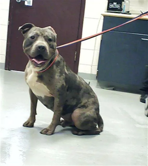 An adult large-sized male Pit Bull Terrier dog named Kowboy for adoption in Fayetteville, NC