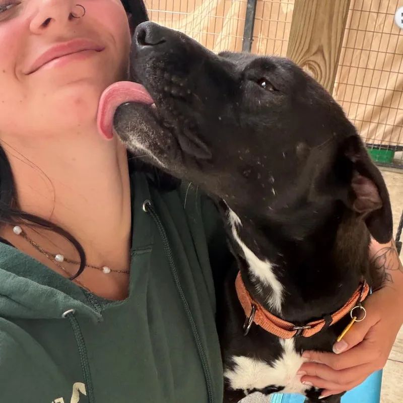 An adult medium-sized female Black Labrador Retriever dog named Josie for adoption in Coralville, IA