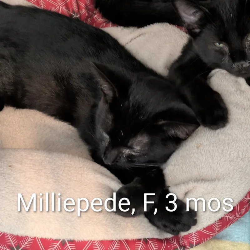 A young small-sized female Black Domestic Short Hair cat named Milliepede for adoption in Bedford, VA