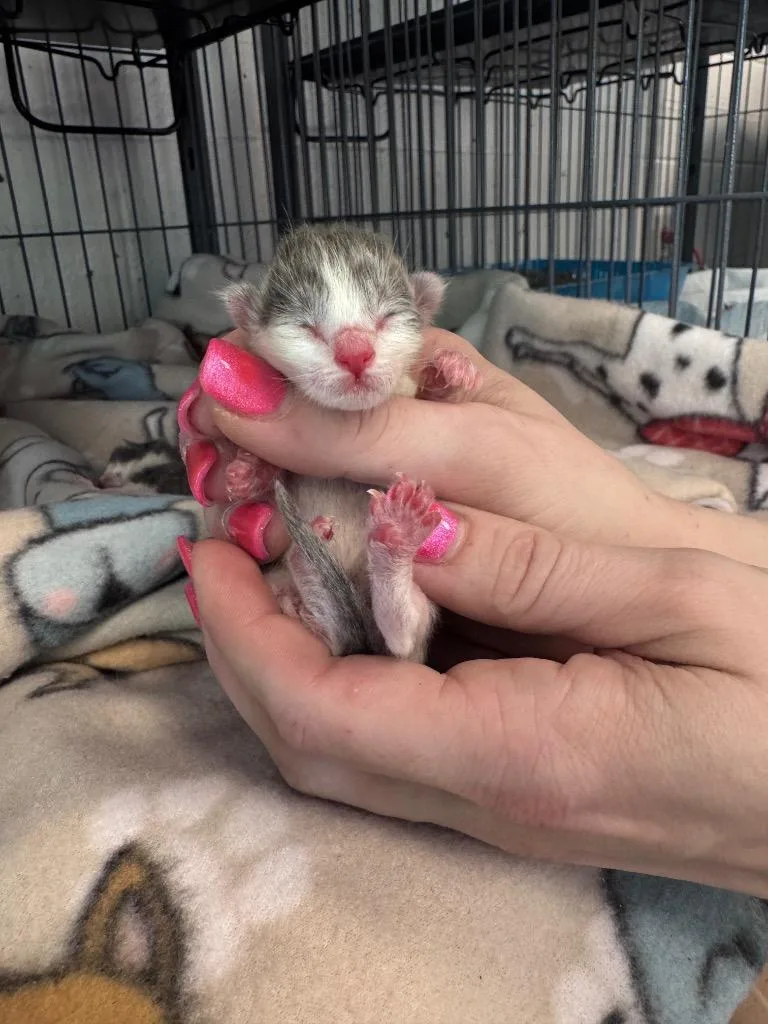A baby medium-sized male Domestic Short Hair cat named Maximus for adoption in Johnson City, TN