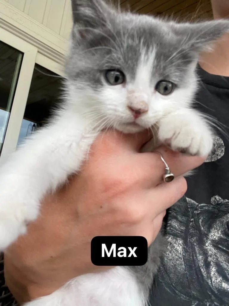 Maximus thumbnail 2