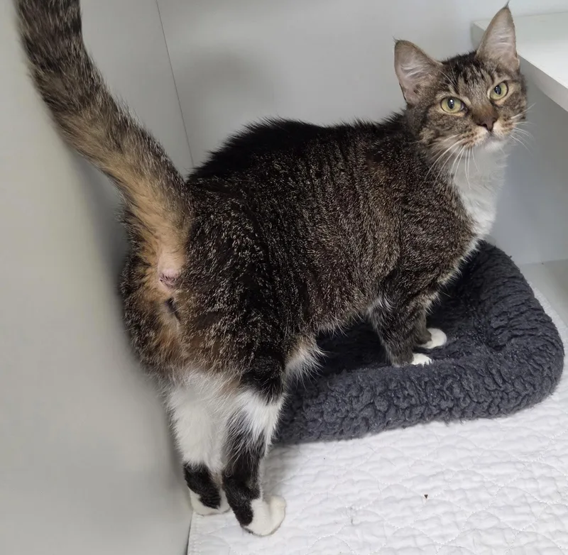 A young medium-sized female Domestic Short Hair cat named Tide for adoption in Satellite Beach, FL