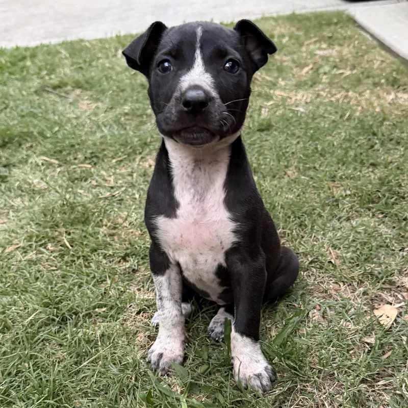 A baby medium-sized female Black American Staffordshire Terrier dog named Ainsley for adoption in Houston, TX