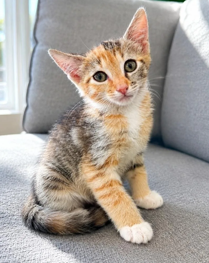 A baby small-sized female Domestic Short Hair cat named Kerry Gold for adoption in Homer Glen, IL