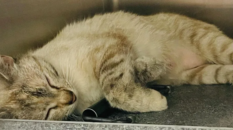A young medium-sized female Domestic Short Hair cat named Elaine for adoption in Henderson, NC