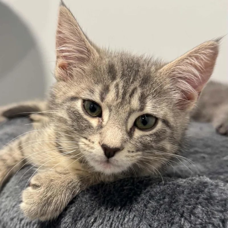 A baby small-sized female American Shorthair cat named Wrangler for adoption in Danbury, CT