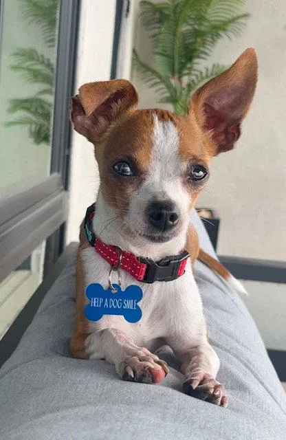 An adult small-sized male Chihuahua dog named Lentil for adoption in Glendale, AZ