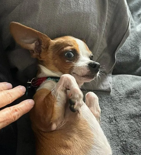 Lentil thumbnail 2