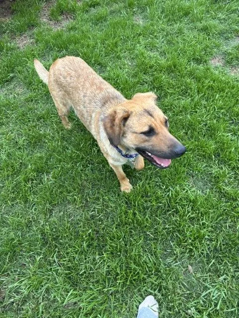 An adult large-sized female Anatolian Shepherd dog named Dani Bea for adoption in Wakefield, RI