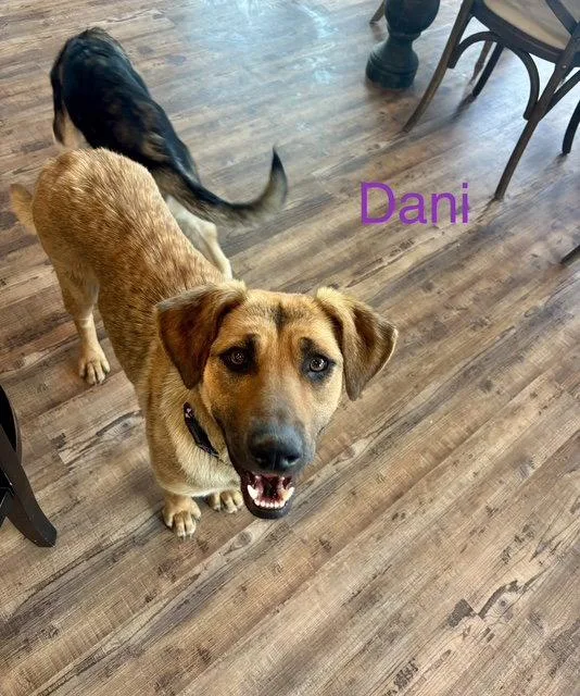 Dani Bea thumbnail 2