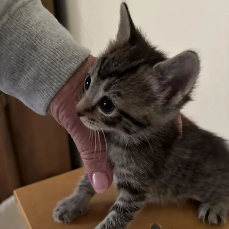 A young medium-sized female Gray / Blue / Silver Domestic Short Hair cat named Gaia Bonded To for adoption in Fredericksburg, VA