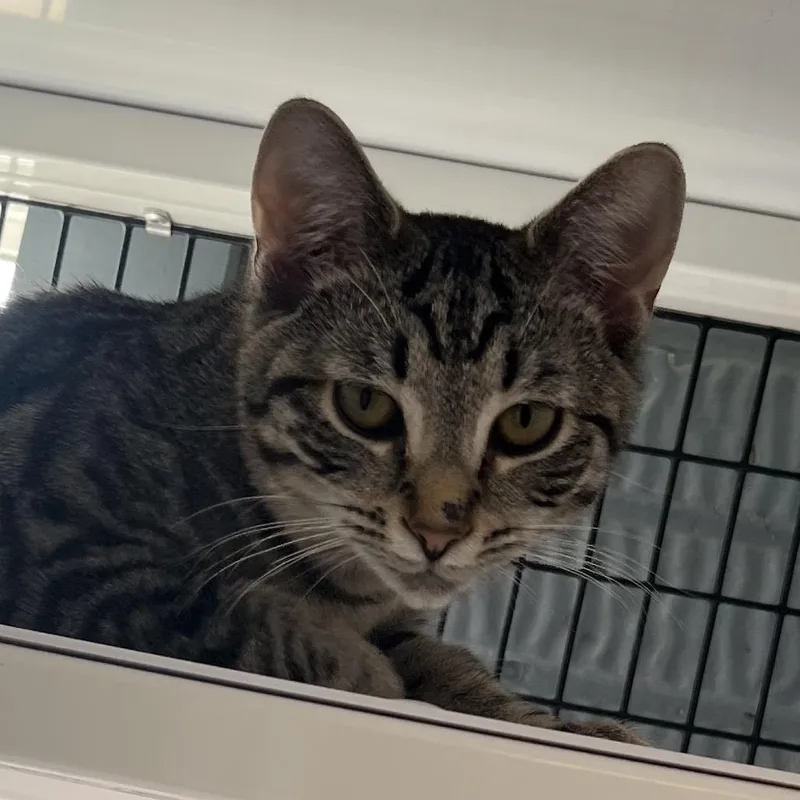 Gaia  Bonded To thumbnail 2