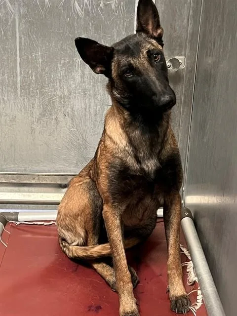 A young large-sized female Belgian Shepherd / Malinois dog named Starla for adoption in Lancaster, CA