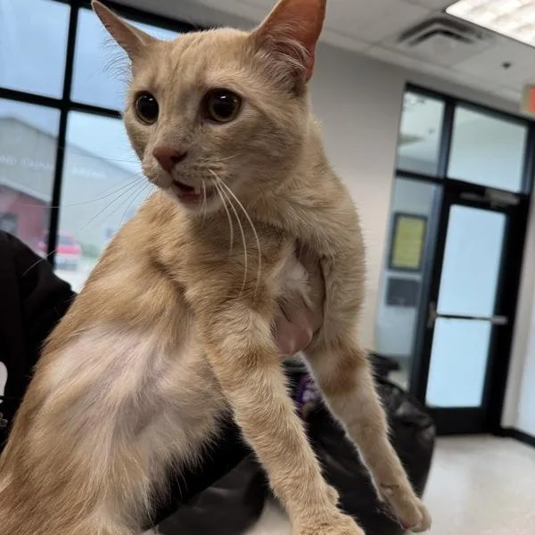 An adult medium-sized male Domestic Short Hair cat named Curry for adoption in Des Moines, IA