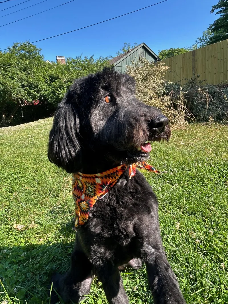 An adult medium-sized male Black Goldendoodle dog named Wylee for adoption in Lexington, KY