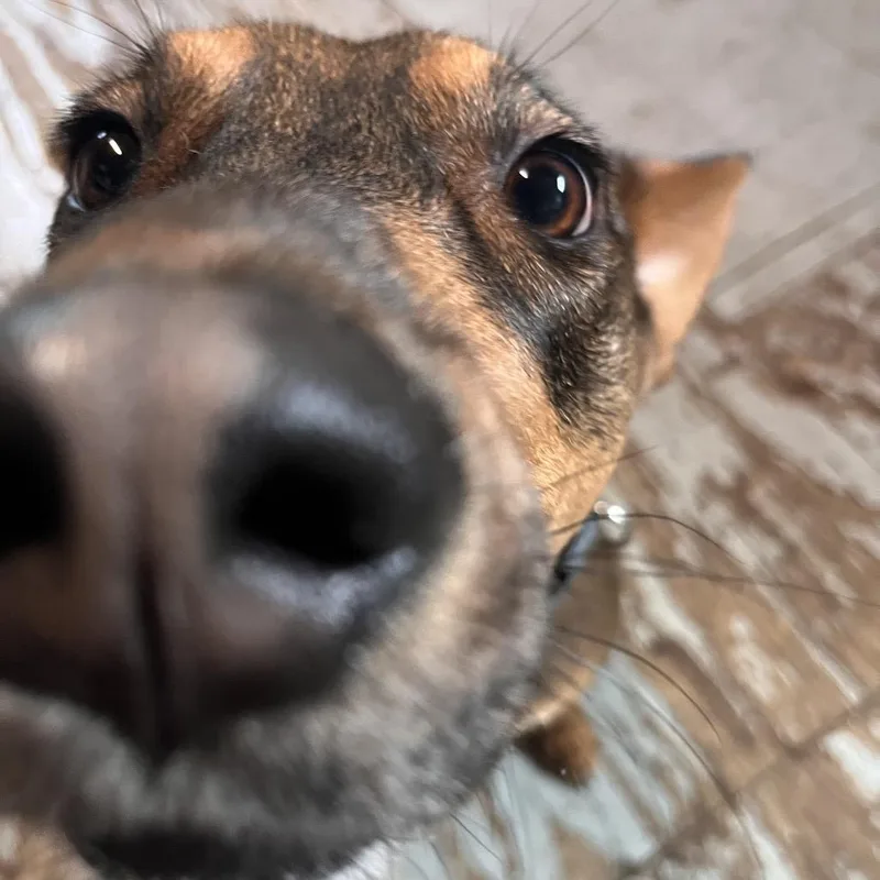 A young medium-sized male Brown / Chocolate German Shepherd Dog dog named Calderon for adoption in Kyle, TX
