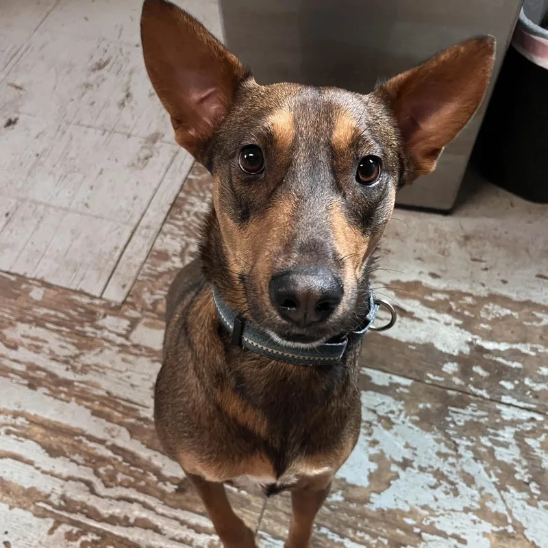 Calderon thumbnail 2