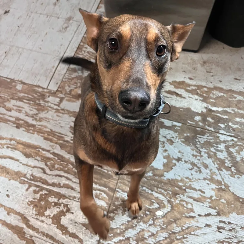 Calderon thumbnail 3