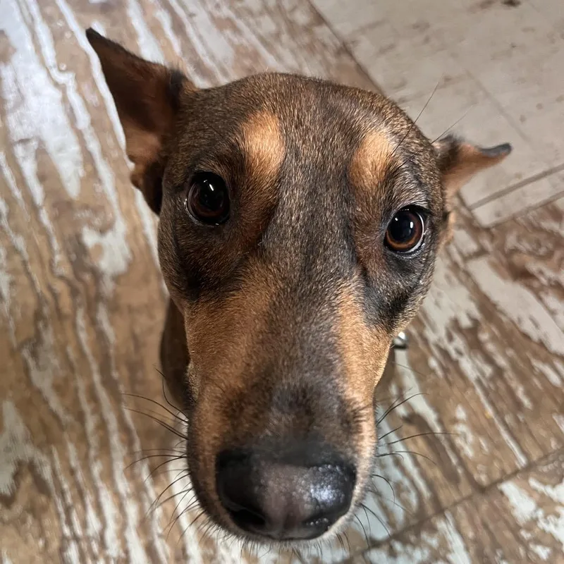 Calderon thumbnail 4