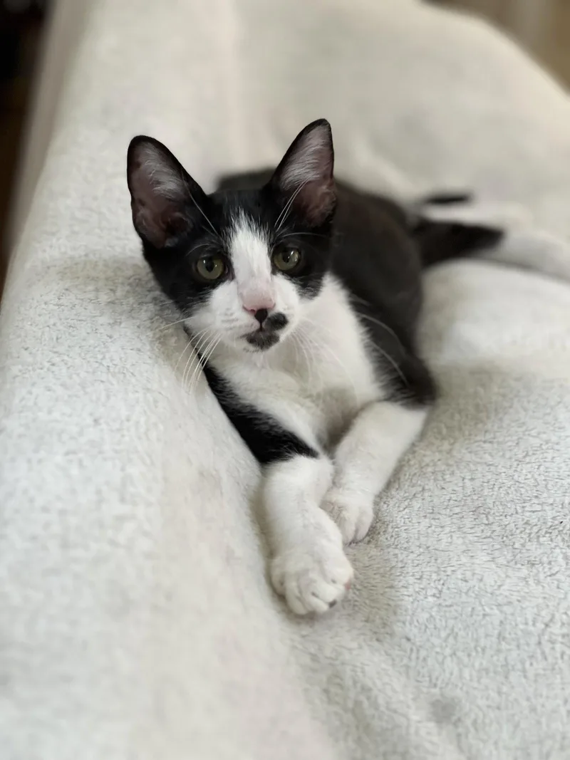 A baby medium-sized male Domestic Short Hair cat named Alby .. for adoption in Apopka, FL