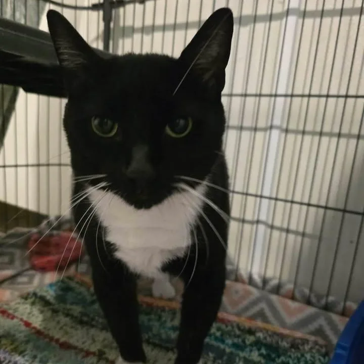 An adult large-sized male Black & White / Tuxedo Domestic Short Hair cat named Sumo for adoption in Winthrop, ME