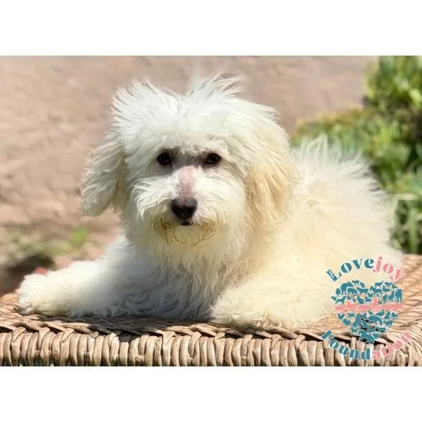 A baby small-sized female White / Cream Maltipoo dog named Trixie MB for adoption in Inglewood, CA
