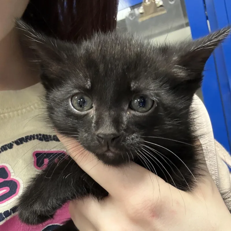 A baby small-sized male Black Domestic Short Hair cat named Cameron U for adoption in Tupelo, MS
