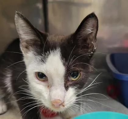 A baby small-sized male Domestic Short Hair cat named Kenneth for adoption in Fishers, IN