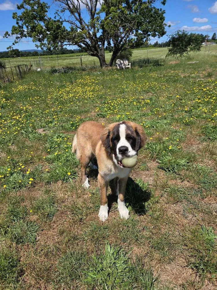 A young extra large-sized male Saint Bernard dog named Moose for adoption in Santa Rosa, CA