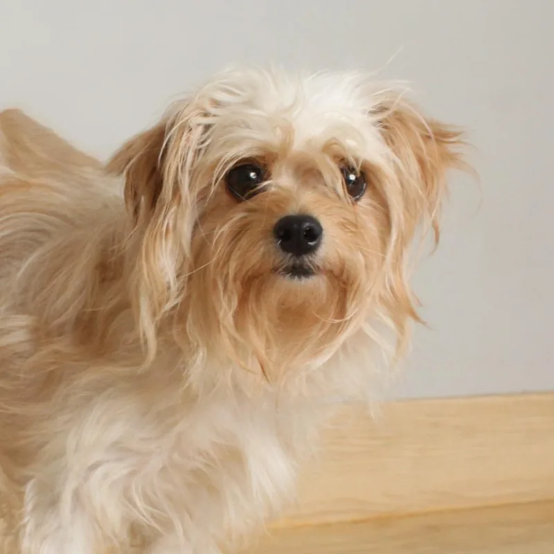 An adult small-sized male Yellow / Tan / Blond / Fawn Norwich Terrier dog named Loretta D for adoption in Minnetonka, MN
