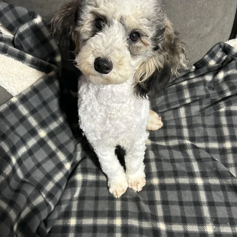 A baby small-sized male Gray / Blue / Silver Miniature Poodle dog named Grayson for adoption in Antwerp, OH